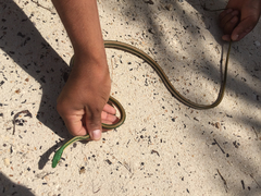 Leptophis mexicanus