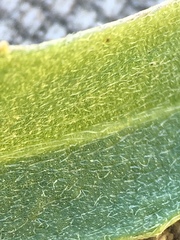 Erysimum suffrutescens