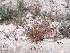 Juncus planifolius