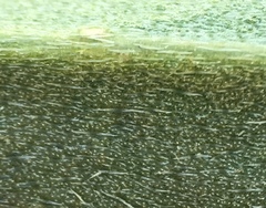 Erysimum suffrutescens