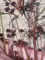 Juncus planifolius