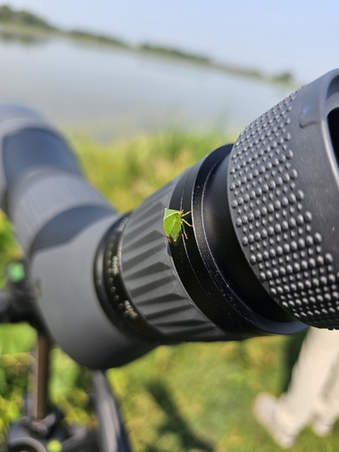 Buffalo treehopper