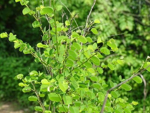 Image of Bauhinia pauletia by (c) Alexis López Hernández, some rights reserved (CC BY)