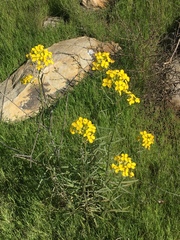 Erysimum suffrutescens
