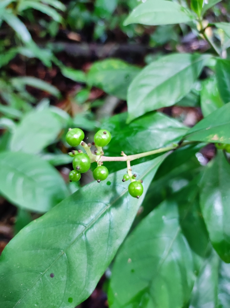 Indian snakeroot from 48GP+229, Aluva, Kerala 683101, India on August ...