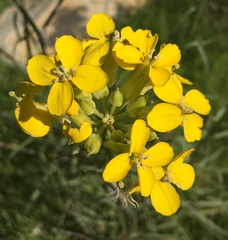 Erysimum suffrutescens