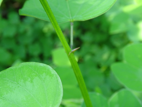 Image of Bauhinia pauletia by (c) Alexis López Hernández, some rights reserved (CC BY)
