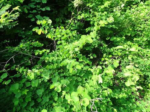 Image of Bauhinia pauletia by (c) Alexis López Hernández, some rights reserved (CC BY)