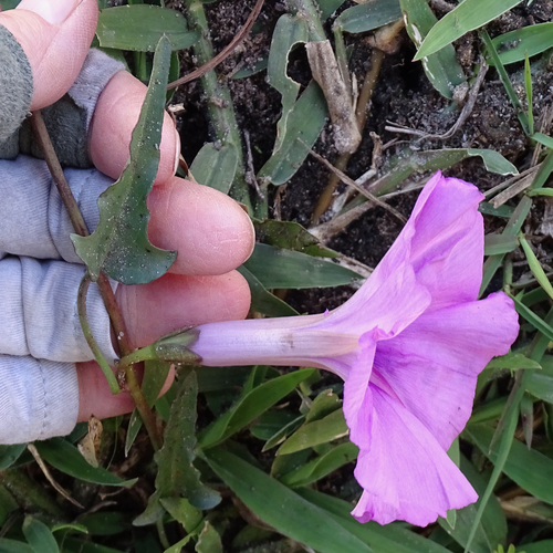 Ipomoea aquatica