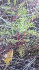 Gilia capitata chamissonis