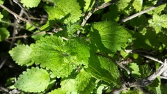 Hesperocnide tenella