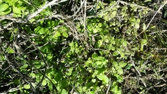 Hesperocnide tenella