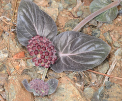 Asclepias solanoana