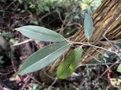 黃美滿, CC BY, iNaturalist via GBIF Adinandra formosana, photograph 黃美滿, CC BY, iNaturalist via GBIF