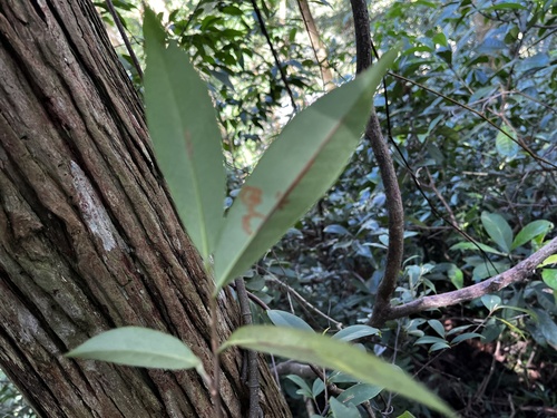 Adinandra formosana, photograph 5