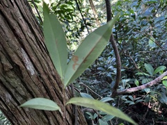 黃美滿, CC BY, iNaturalist via GBIF Adinandra formosana, photograph 黃美滿, CC BY, iNaturalist via GBIF