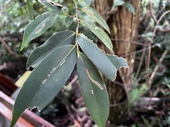Adinandra formosana, photograph 黃美滿, CC BY, iNaturalist via GBIF