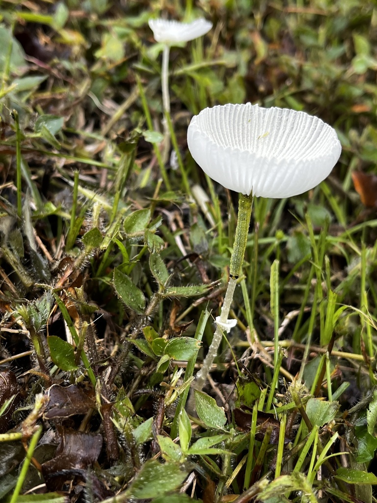 Leucocoprinus fragilissimus · August 2023 · photo: © oak123 (iNaturalist, cc-by)