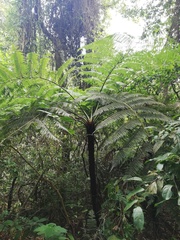 Cyathea