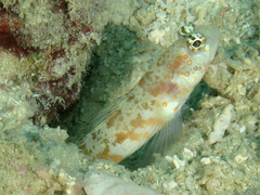 Amblyeleotris periophthalmus