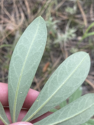 Broad-leaved Lupine foliage
