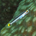 Four-eye Mini Dartgoby - Photo (c) Anne Hoggett, some rights reserved (CC BY-NC), uploaded by Anne Hoggett