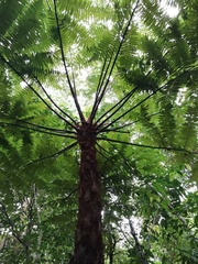 Cyathea