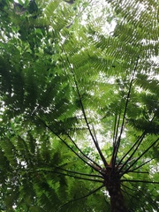 Cyathea