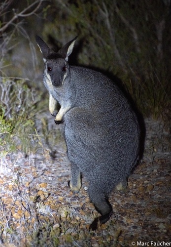 Western Brush Wallaby