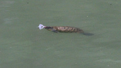 Trachemys scripta elegans