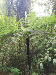 Cyathea