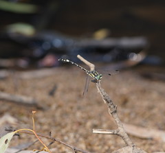 Austroepigomphus praeruptus