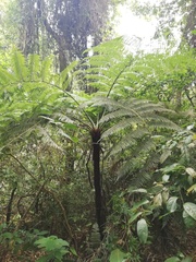 Cyathea