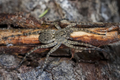 Pardosa nebulosa