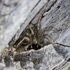 Pardosa nebulosa