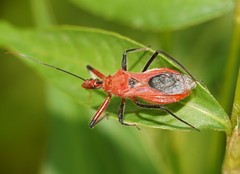 Gminatus