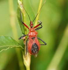 Gminatus
