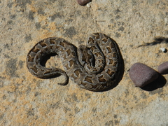 Bitis rubida