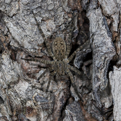 Pardosa nebulosa