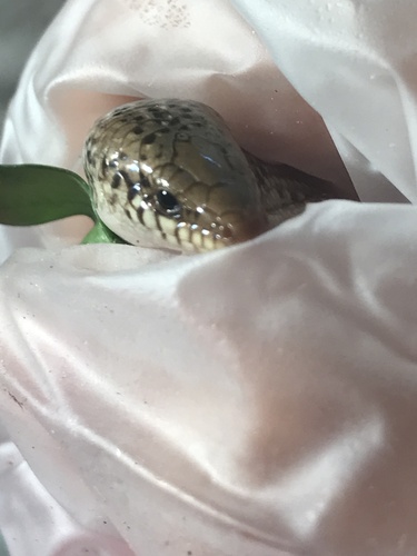 Ocellated Bronze Skink