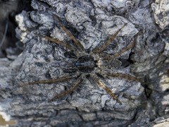 Pardosa nebulosa