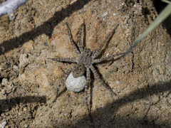 Pardosa nebulosa