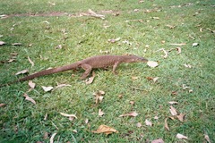 Varanus panoptes