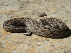 Bitis rubida
