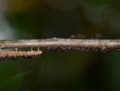 Ropalidia erythrospila