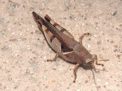 Diabolocatantops pinguis