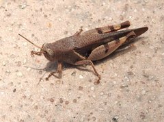 Diabolocatantops pinguis