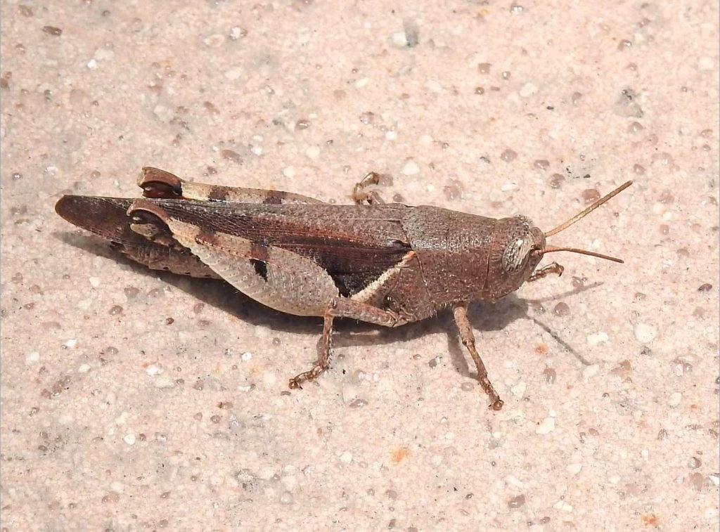 Diabolocatantops pinguis