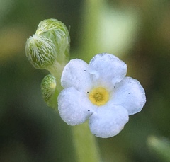 Pectocarya linearis ferocula
