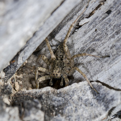 Pardosa nebulosa